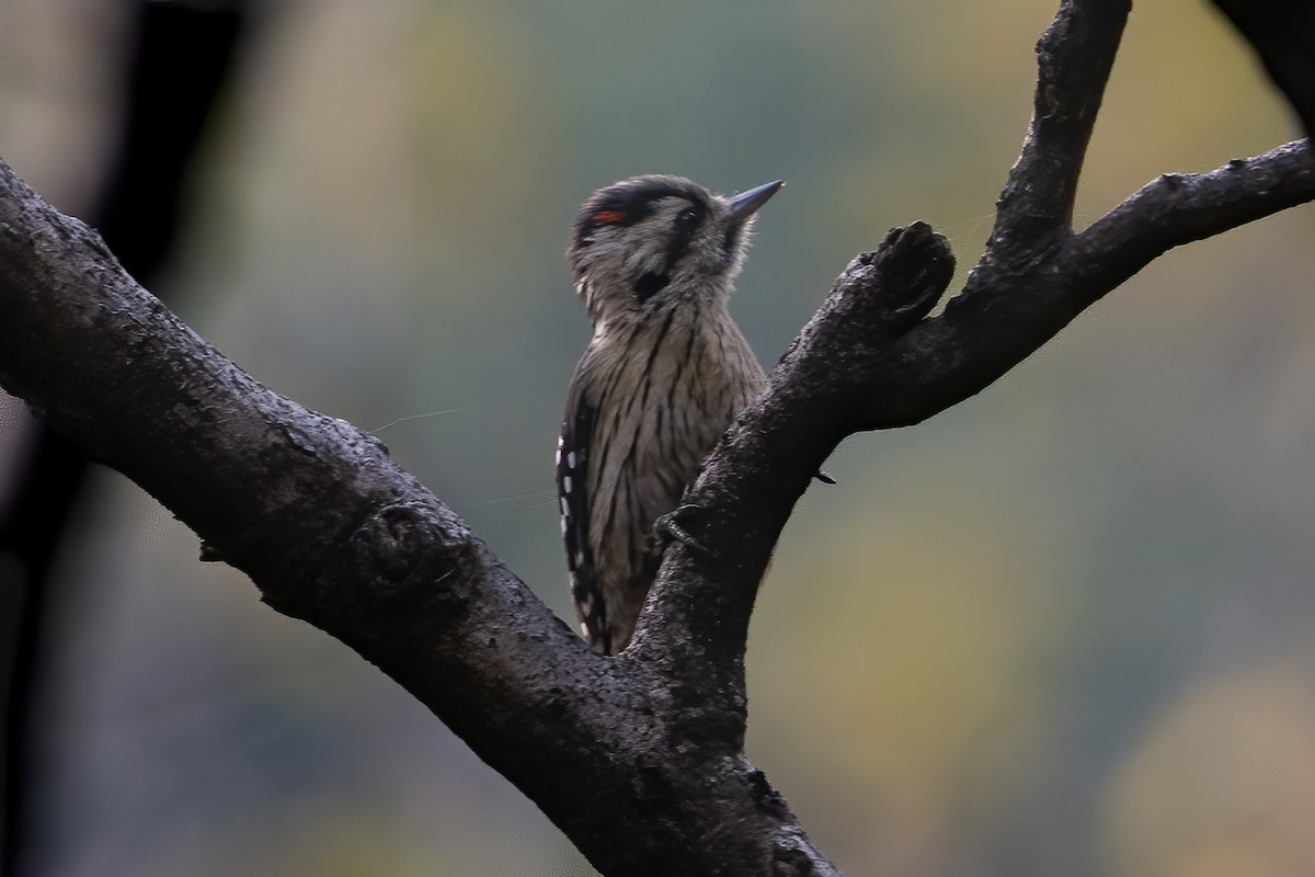 Gray-capped Pygmy Woodpecker - Prolay Kundu