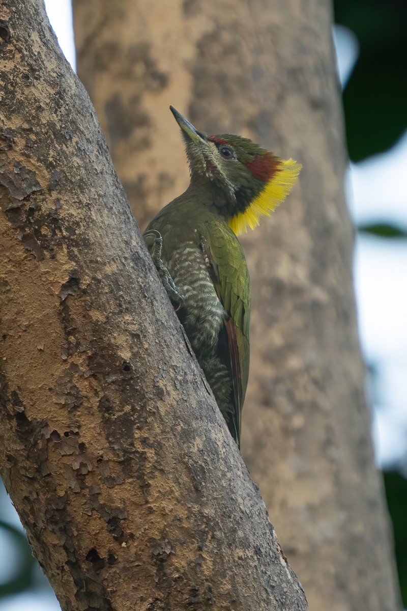 Lesser Yellownape - Prolay Kundu