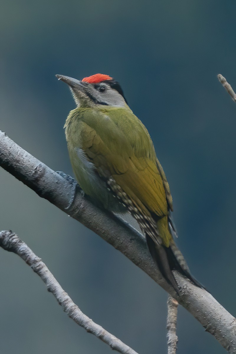 Gray-headed Woodpecker - Prolay Kundu