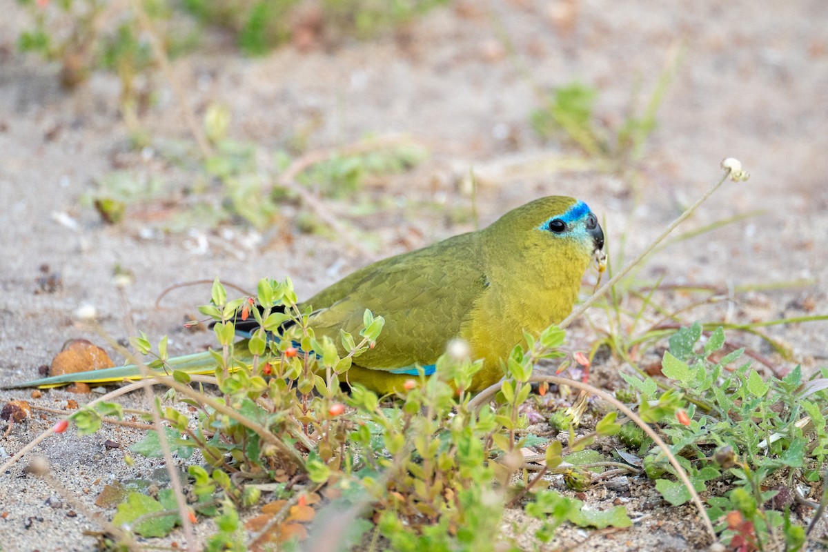 Rock Parrot - ML616975416