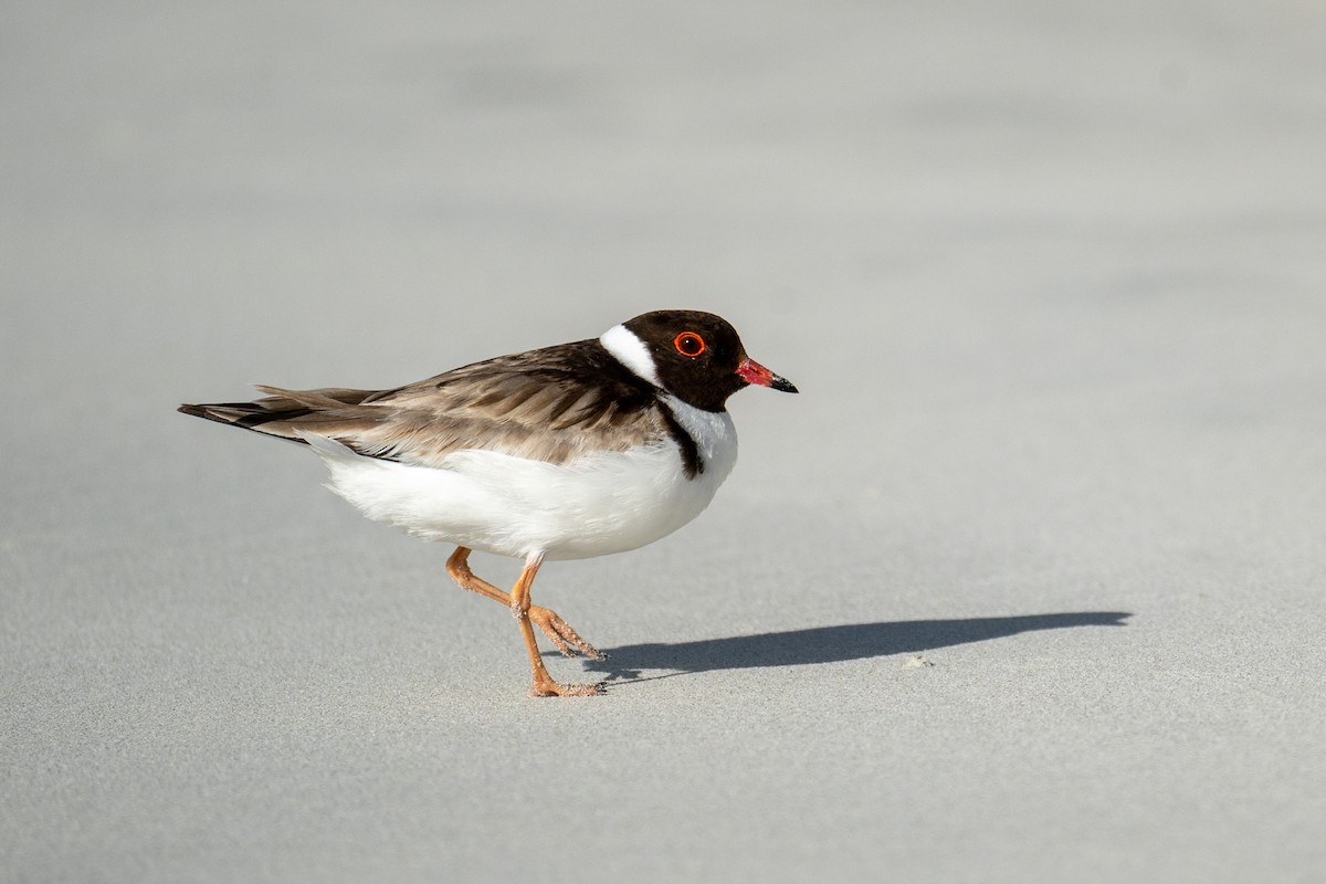 Hooded Plover - ML616975425