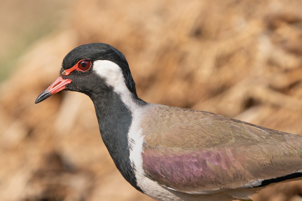 Red-wattled Lapwing - ML616975469