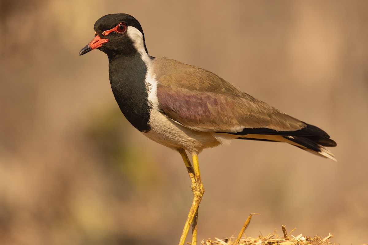 Red-wattled Lapwing - ML616975472