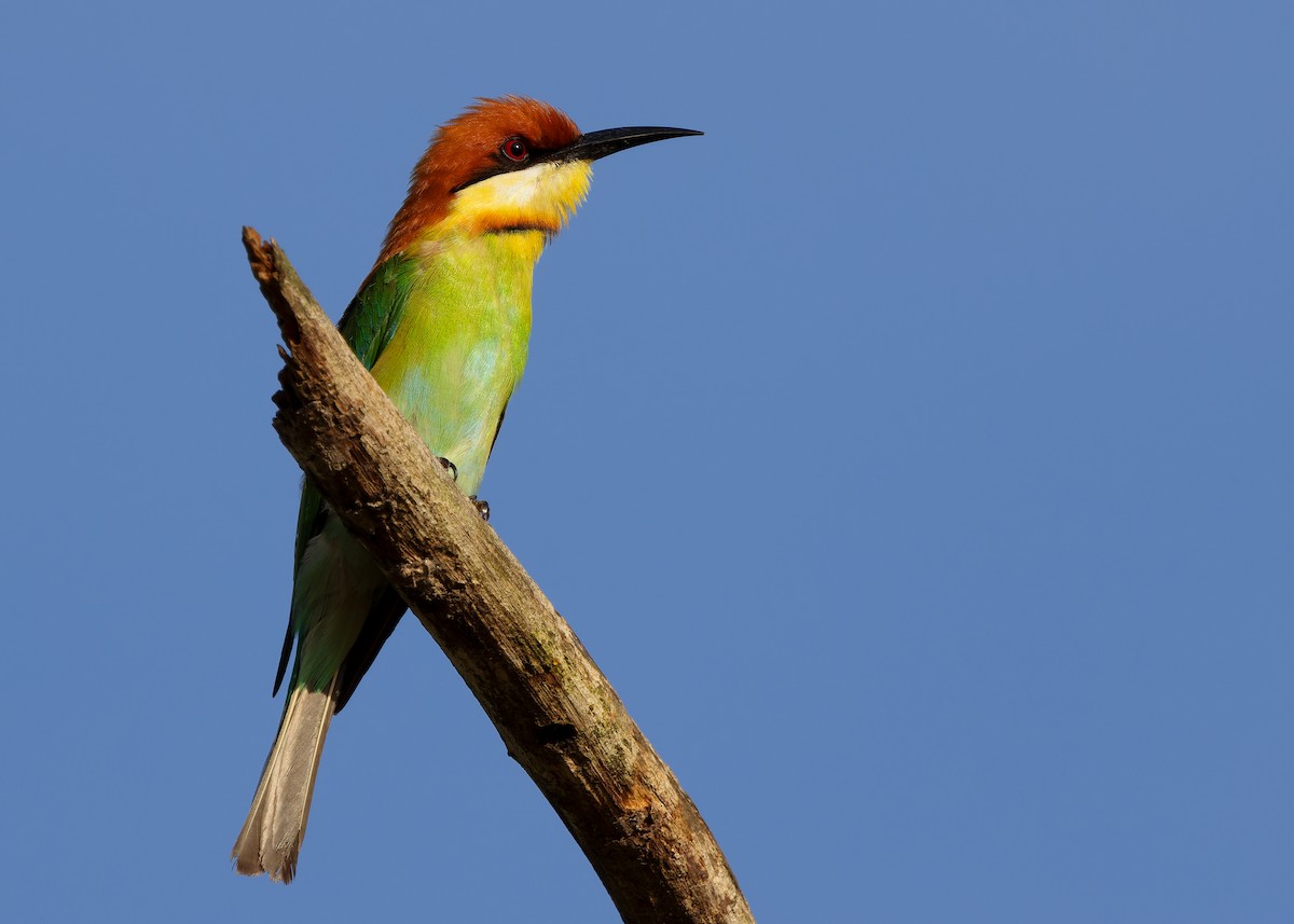 Chestnut-headed Bee-eater - ML616975474