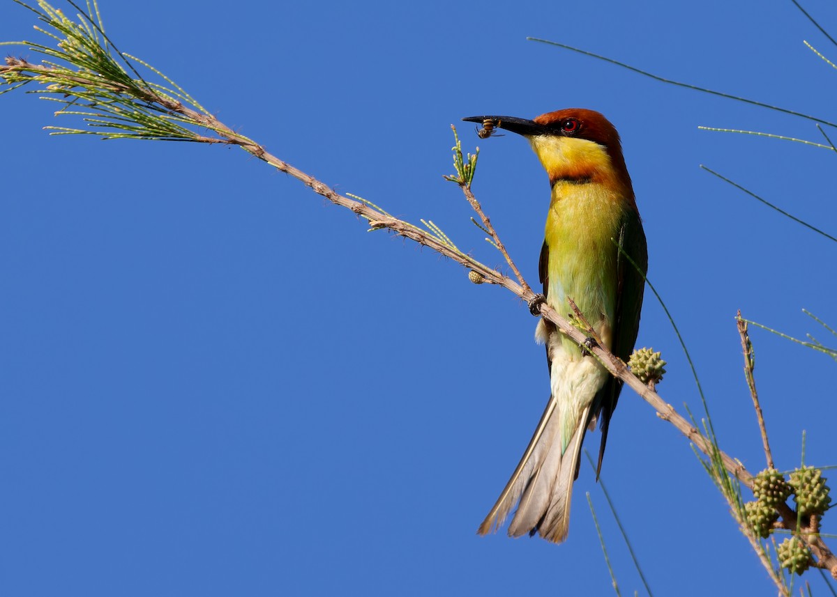 Chestnut-headed Bee-eater - ML616975475