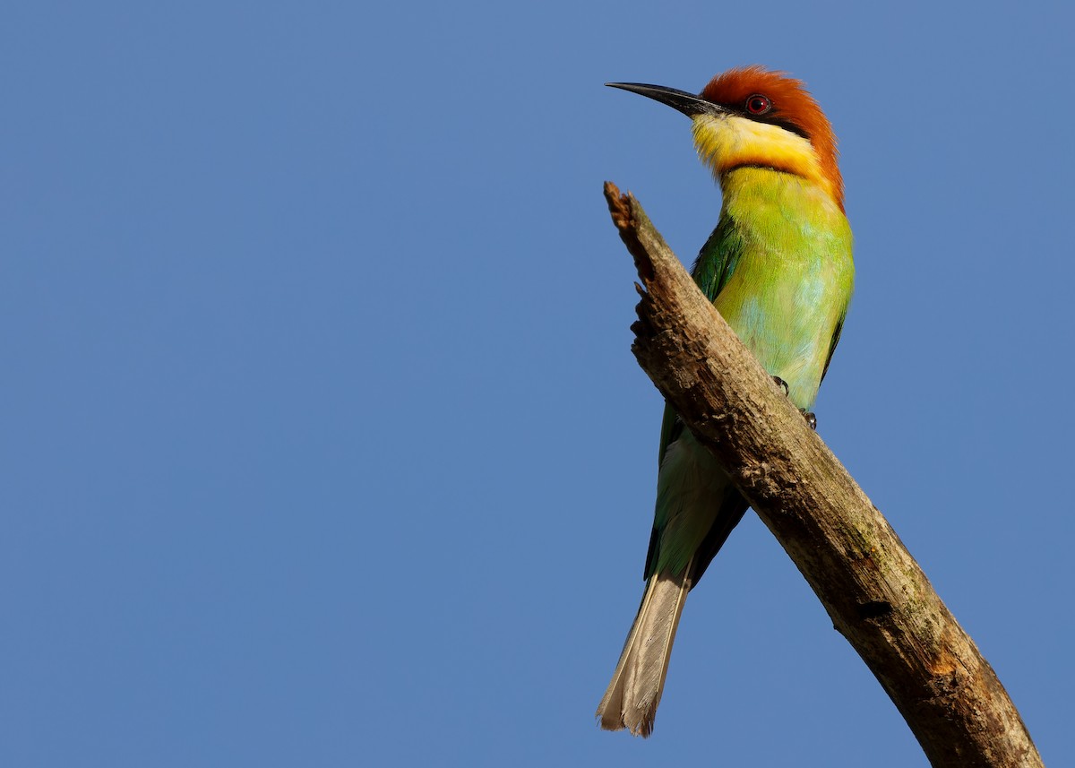 Chestnut-headed Bee-eater - Ayuwat Jearwattanakanok