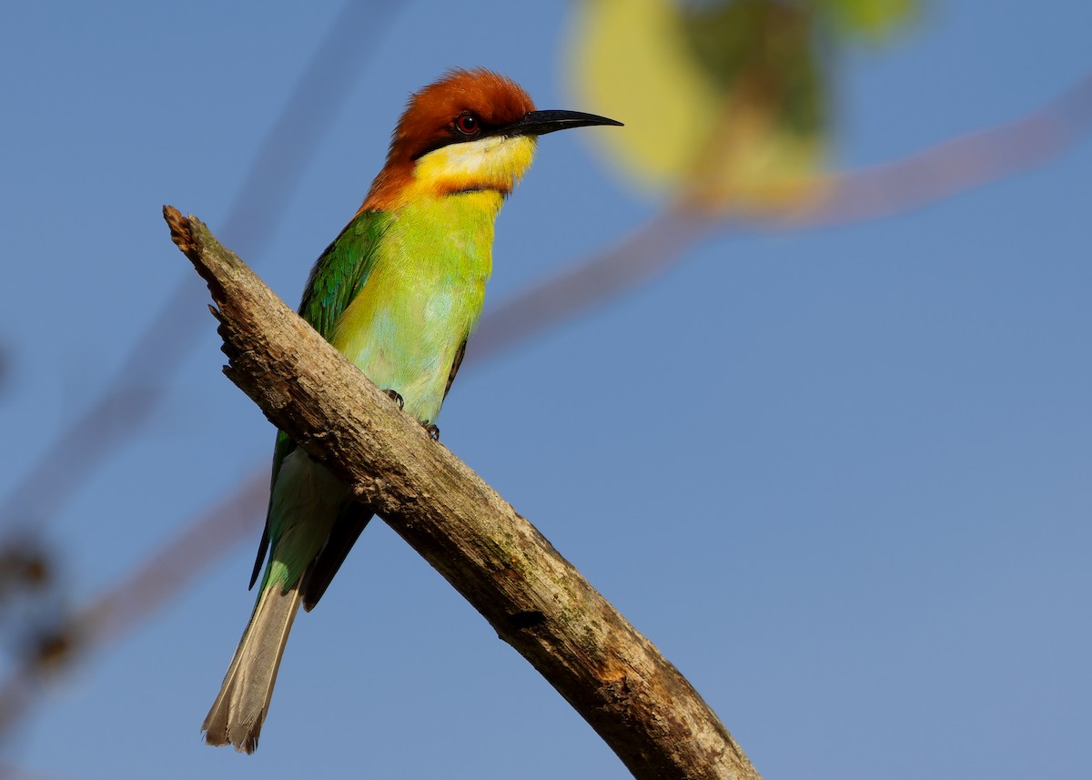 Chestnut-headed Bee-eater - ML616975478