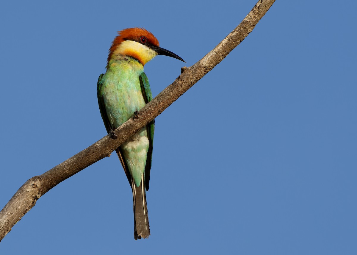 Chestnut-headed Bee-eater - ML616975479