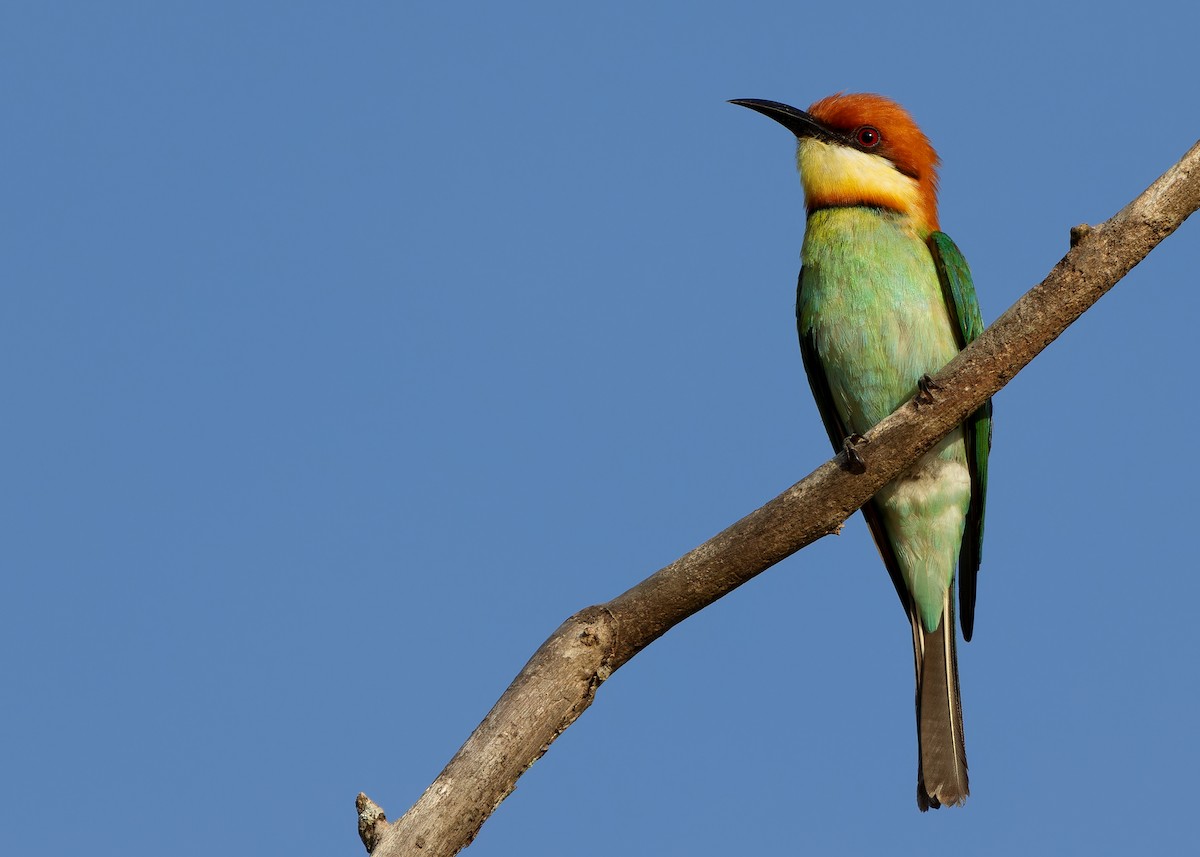 Chestnut-headed Bee-eater - ML616975480