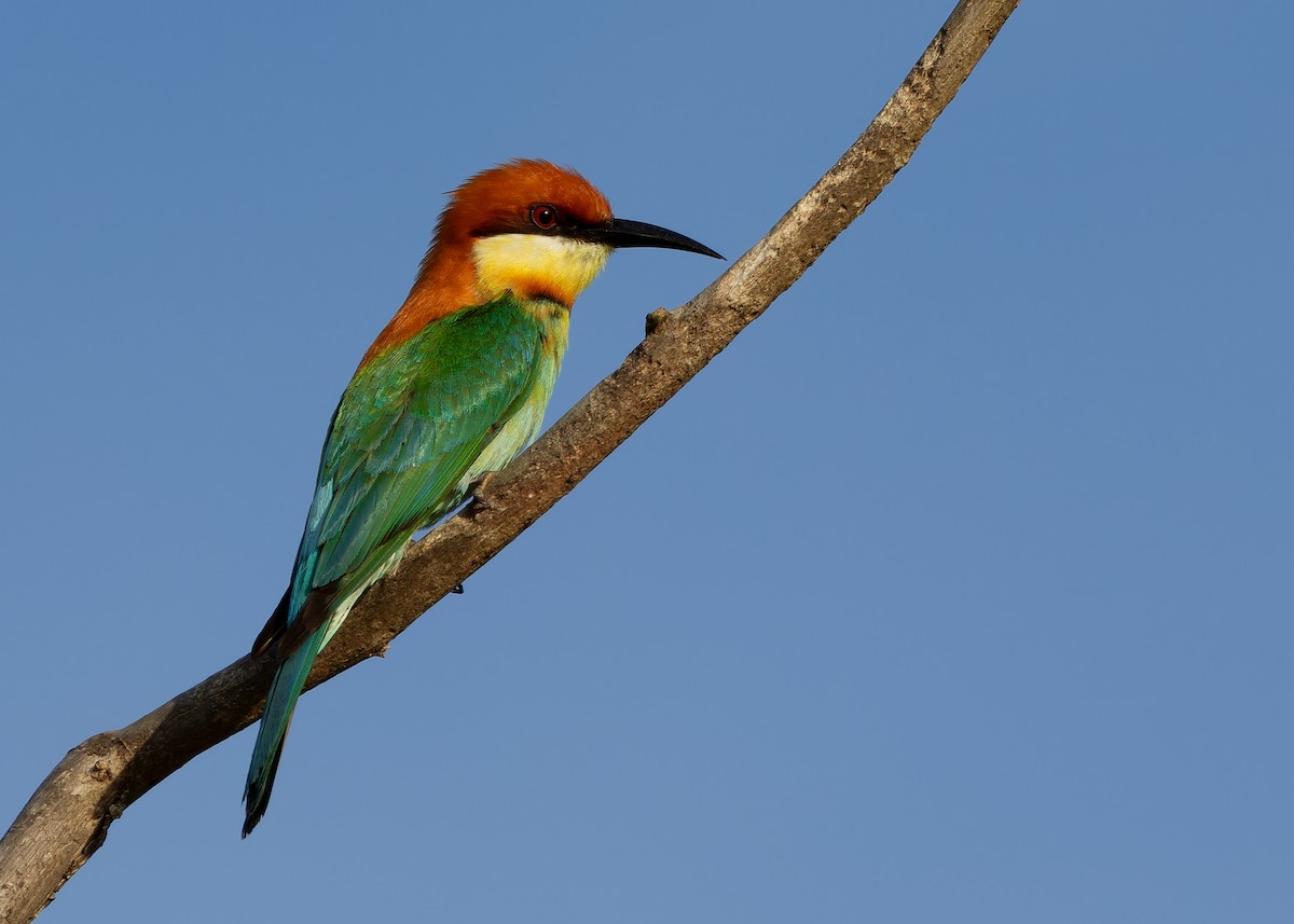 Chestnut-headed Bee-eater - ML616975482