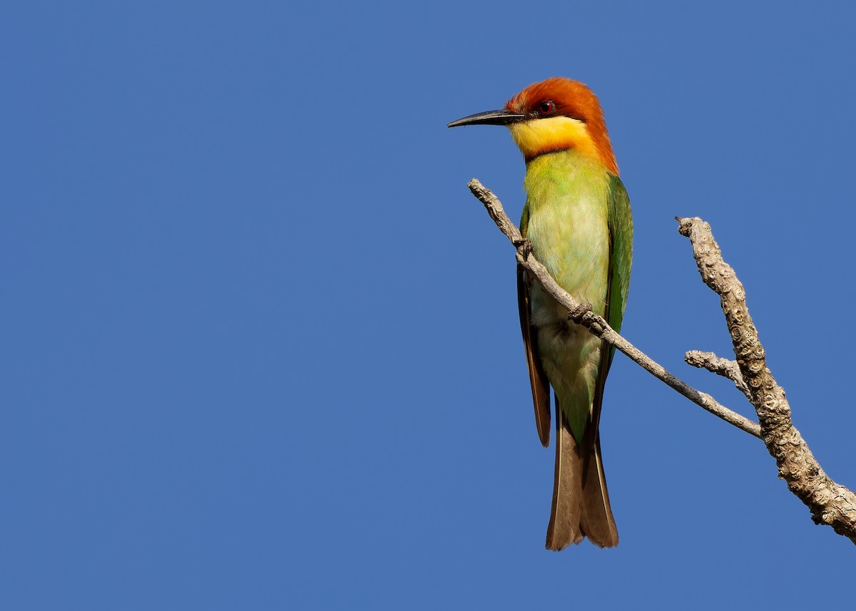 Chestnut-headed Bee-eater - ML616975483