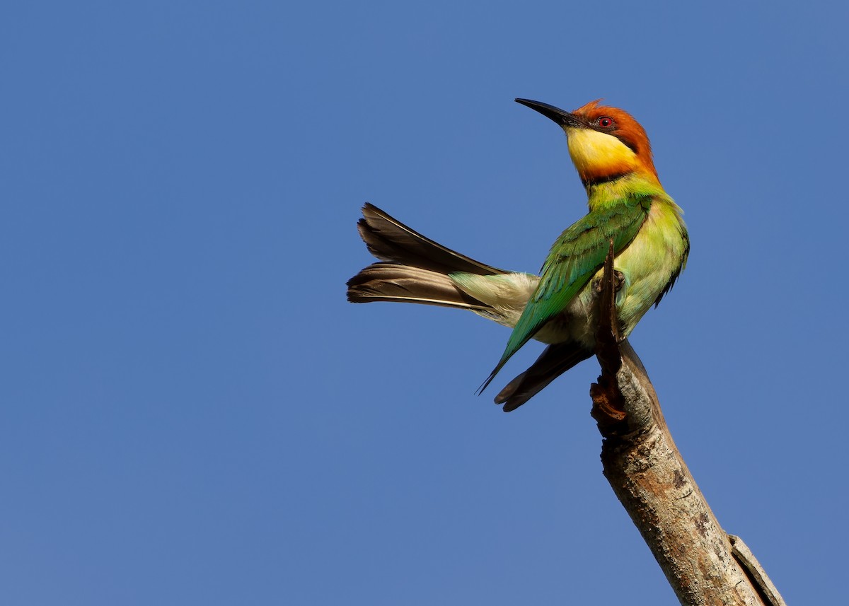 Chestnut-headed Bee-eater - ML616975484