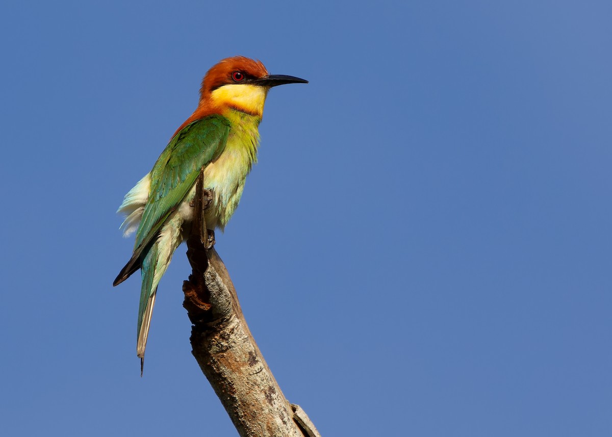 Chestnut-headed Bee-eater - ML616975485