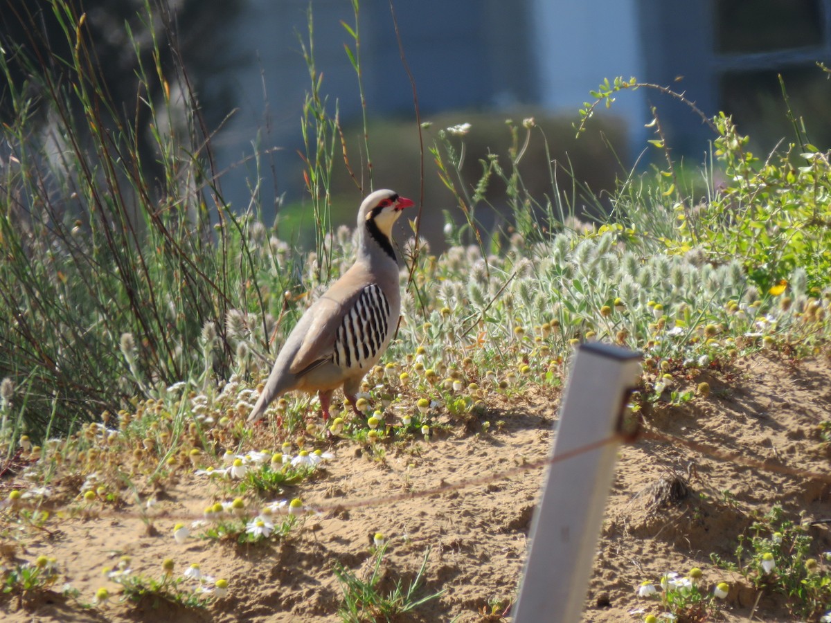 Chukar - ML616975491