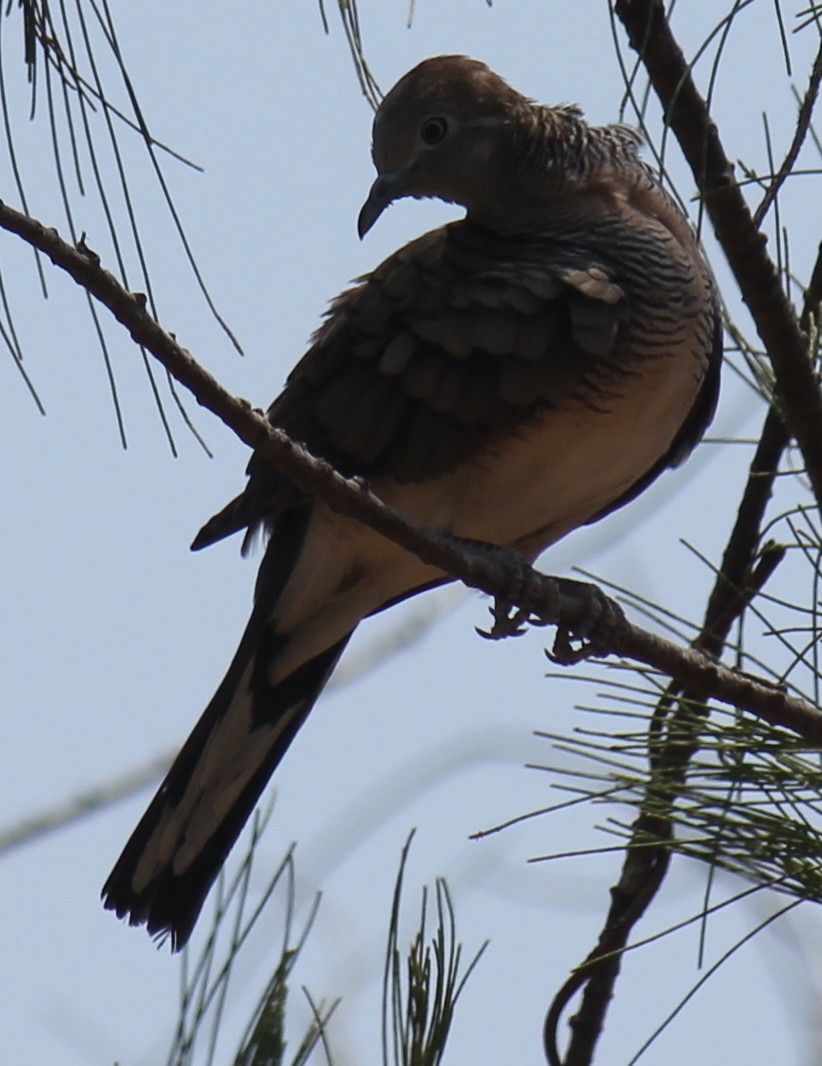 Zebra Dove - ML616975524