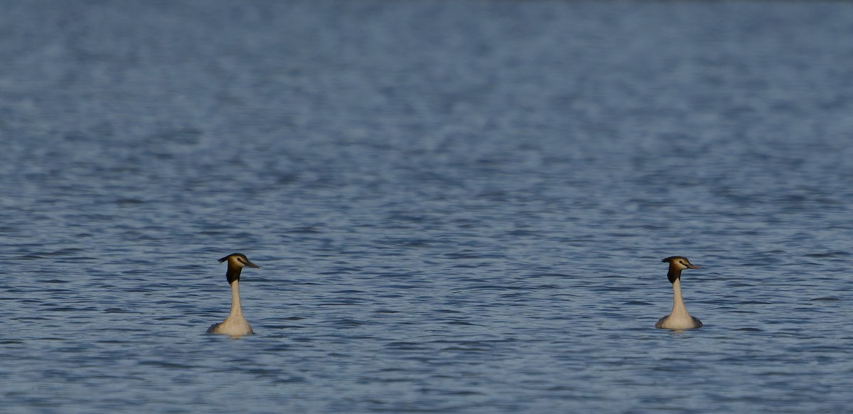 Great Crested Grebe - ML616975526