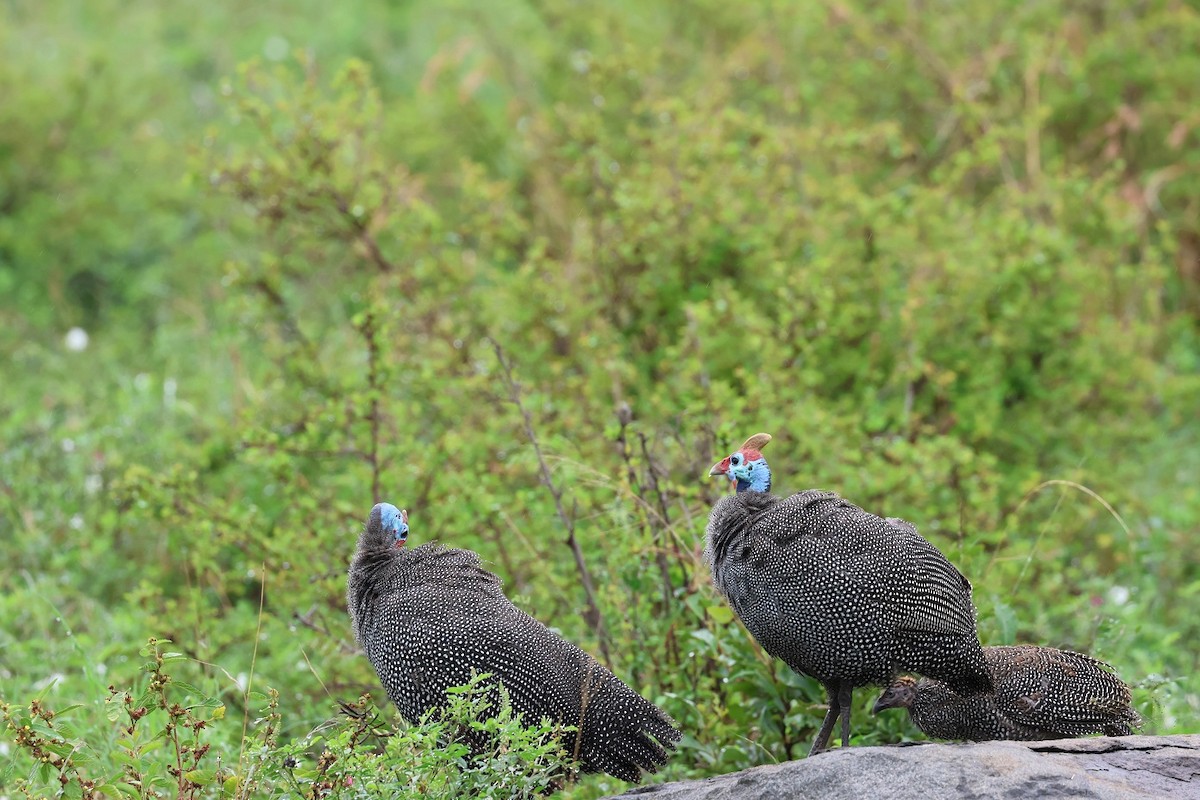 Helmeted Guineafowl - ML616975614