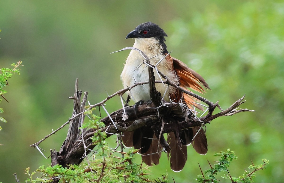 White-browed Coucal - ML616975620