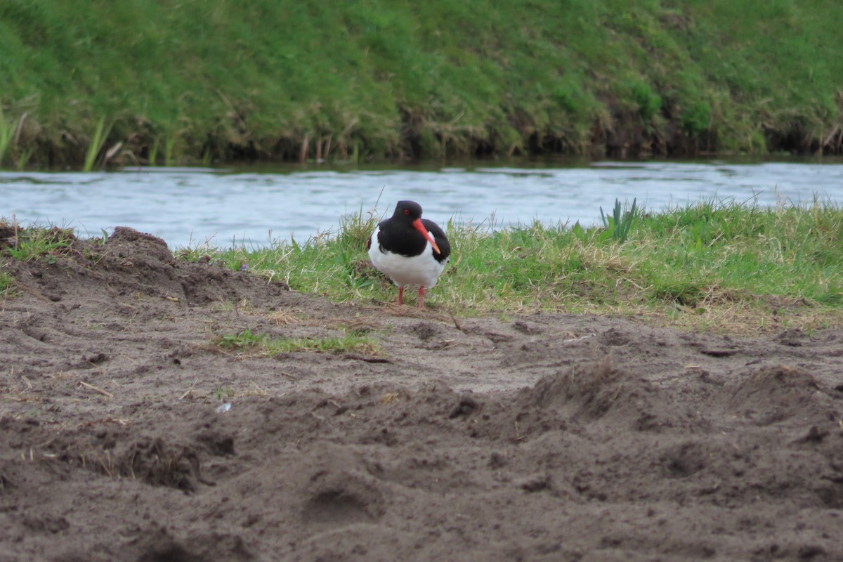 Eurasian Oystercatcher - ML616975640