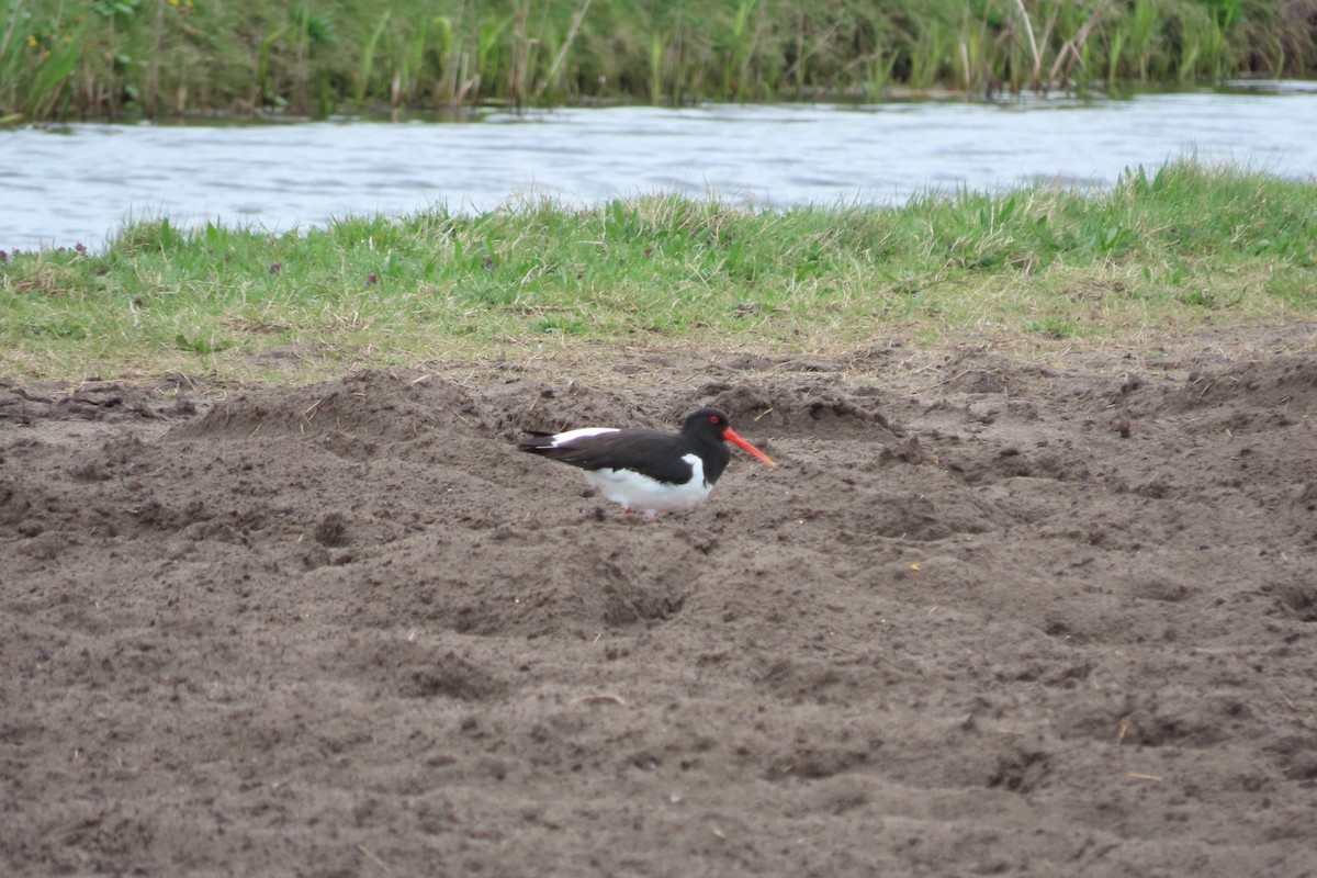 Eurasian Oystercatcher - ML616975641