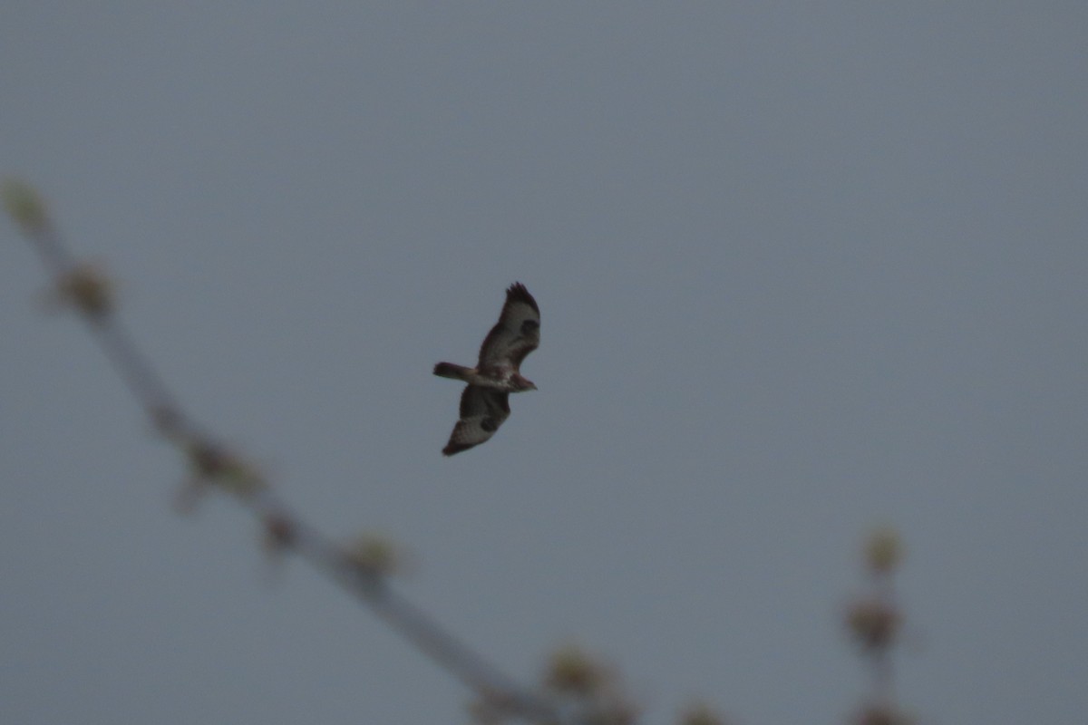 Common Buzzard - ML616975649