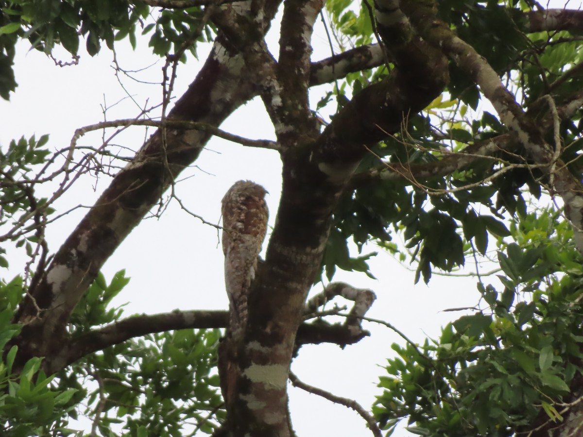 Great Potoo - ML616975652