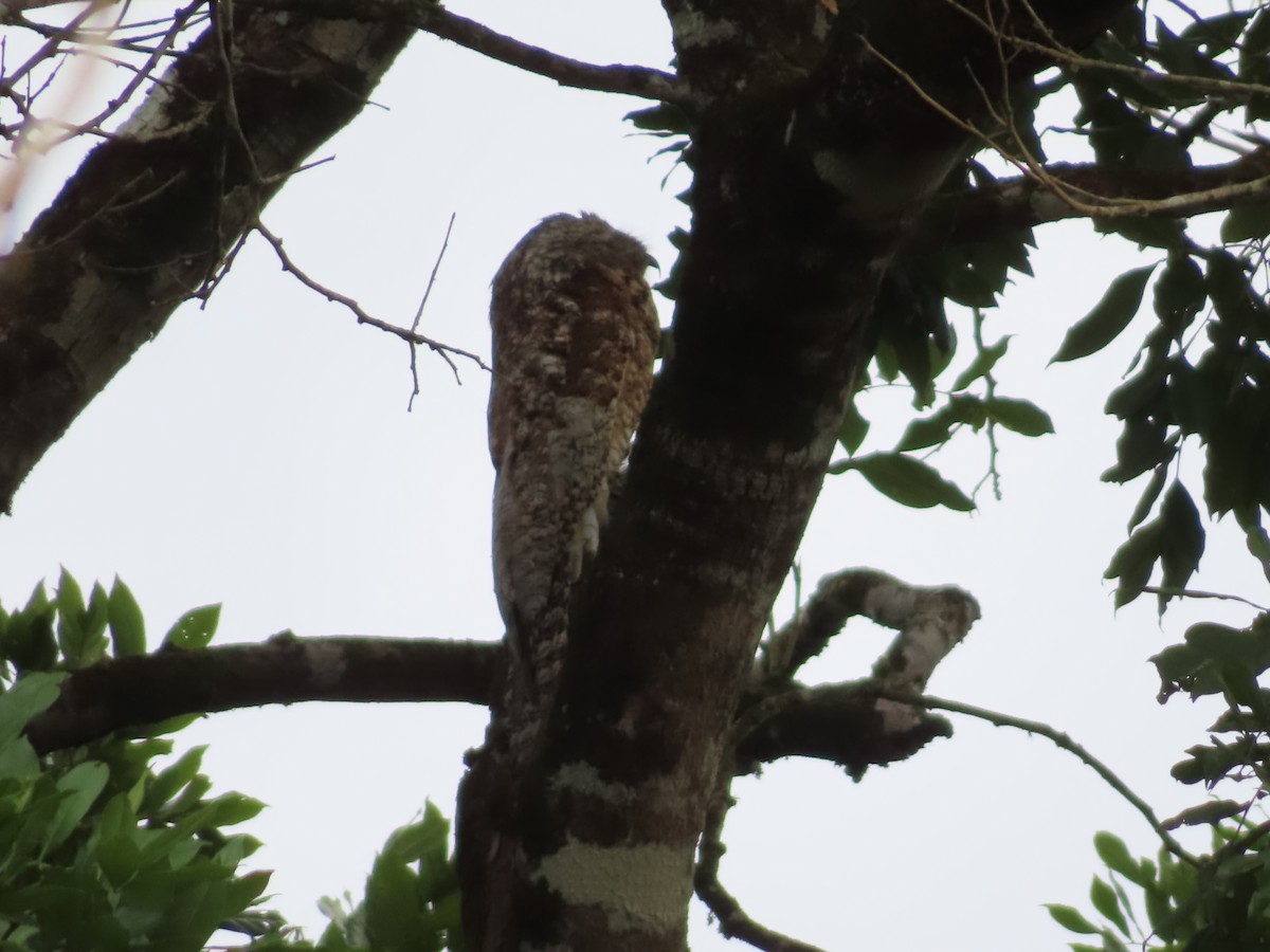 Great Potoo - Diane Wong-Kone