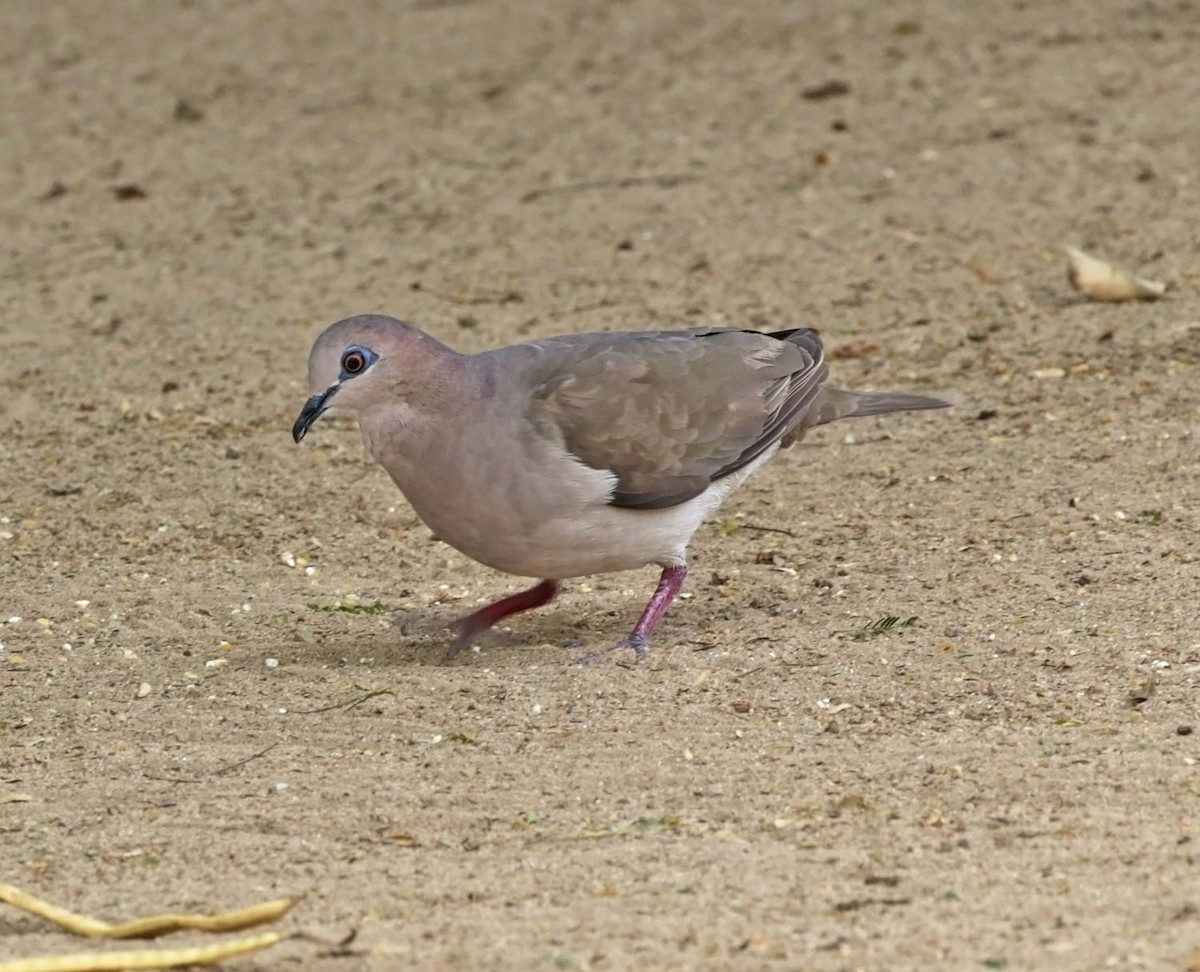 White-tipped Dove - ML616975668