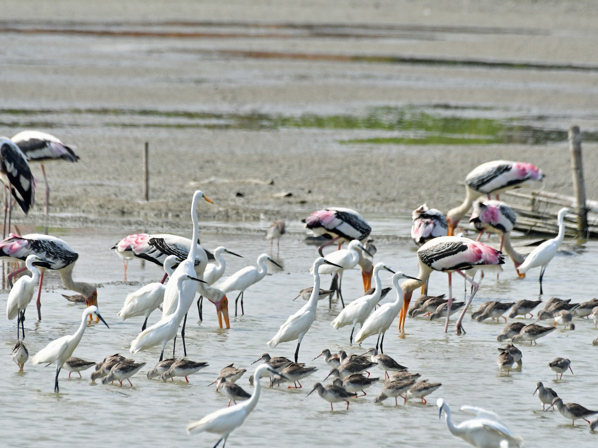 Spotted Redshank - ML616975694