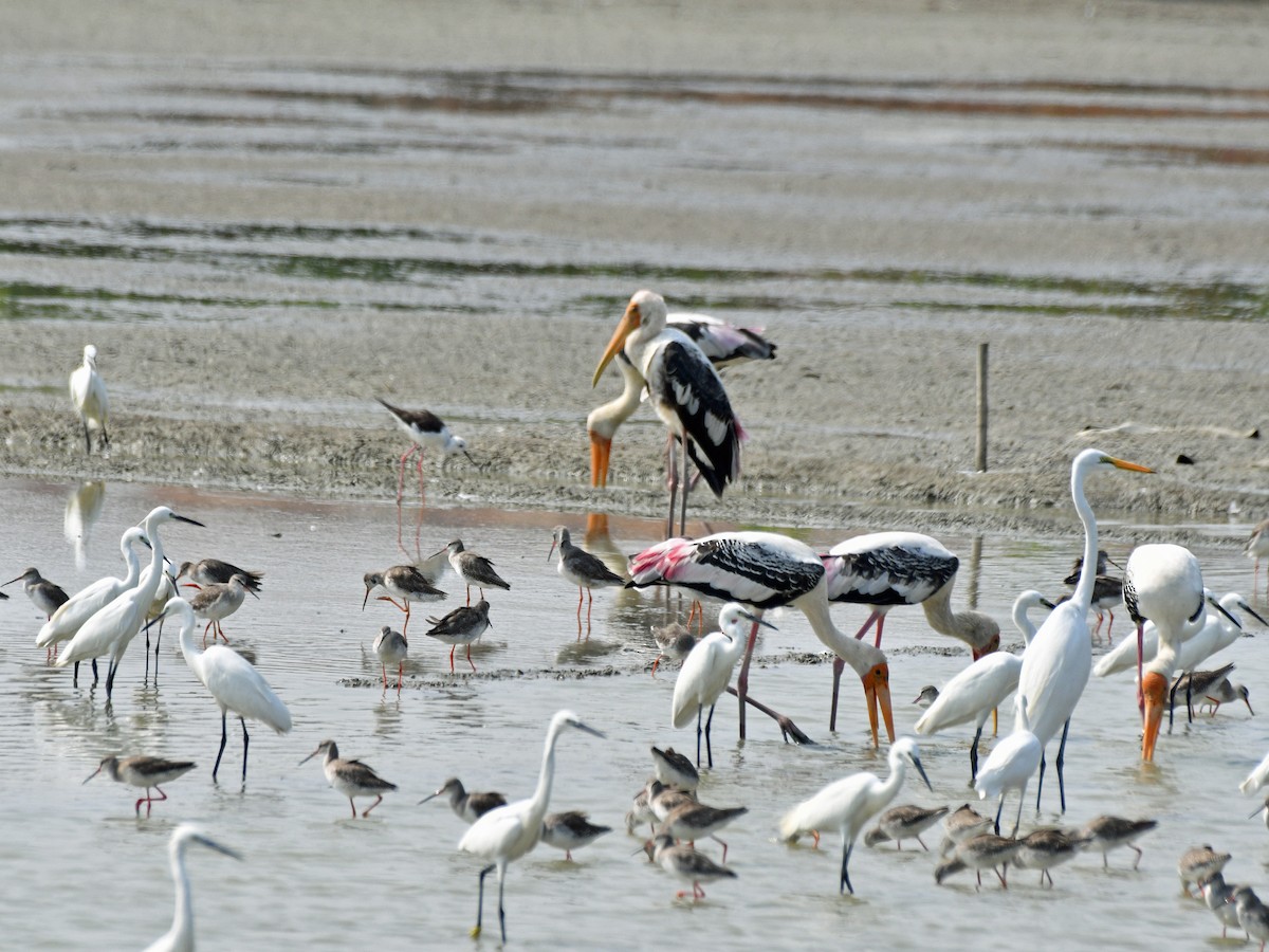 Spotted Redshank - ML616975695