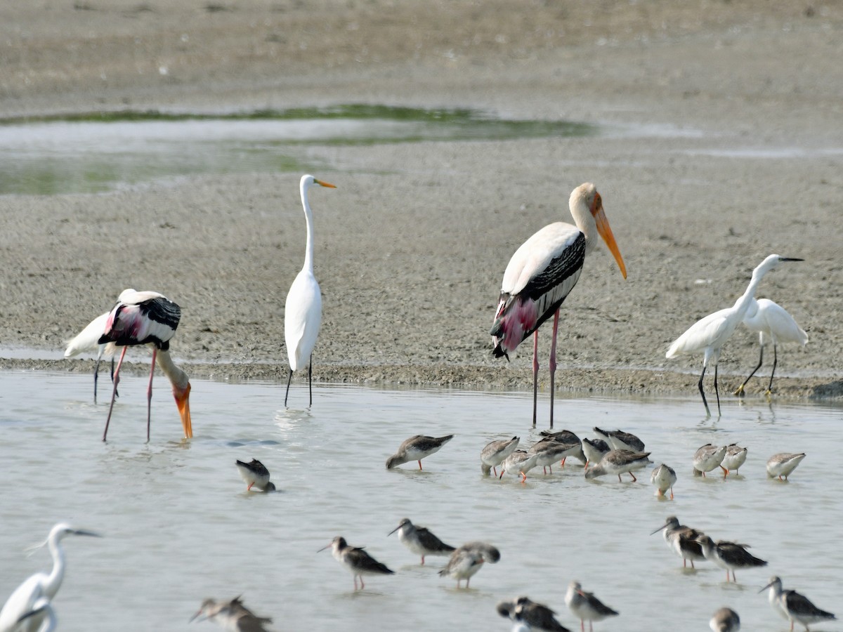 Spotted Redshank - ML616975696