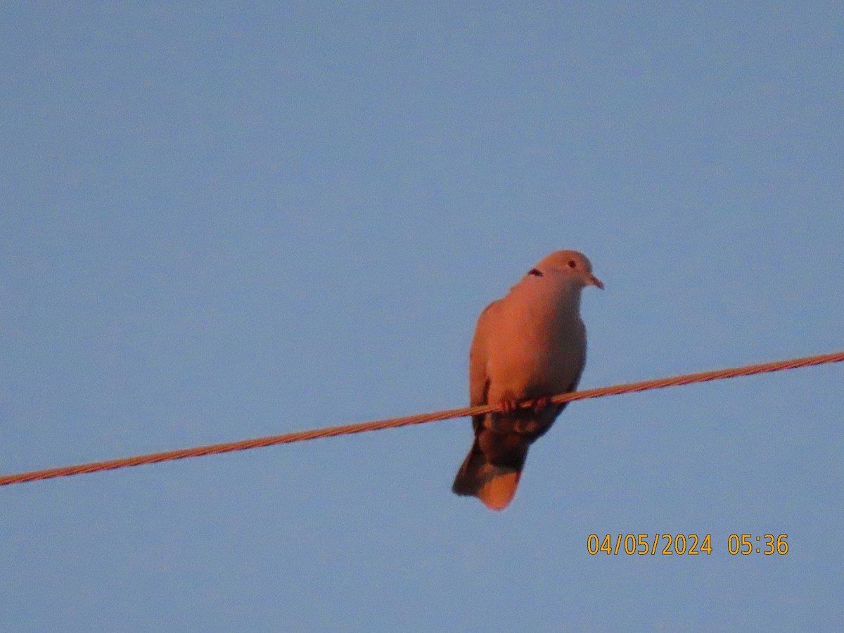 Eurasian Collared-Dove - Leon Book