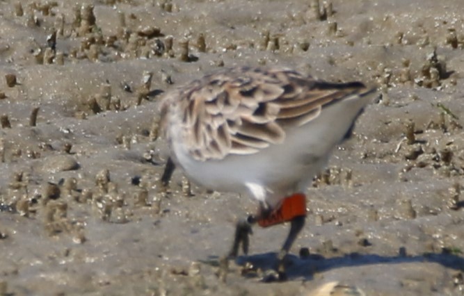 Avocette d'Australie - ML616975737