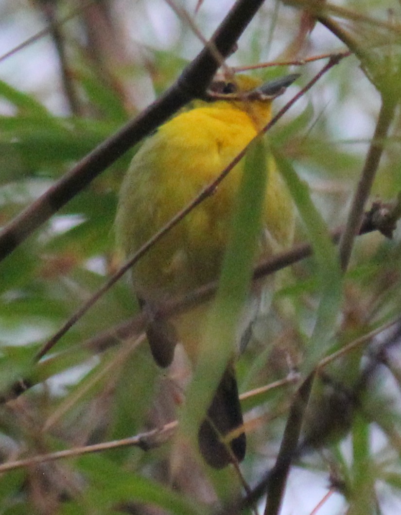 Common Iora - ML616975776