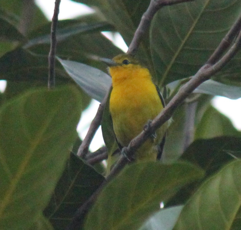 Common Iora - ML616975777