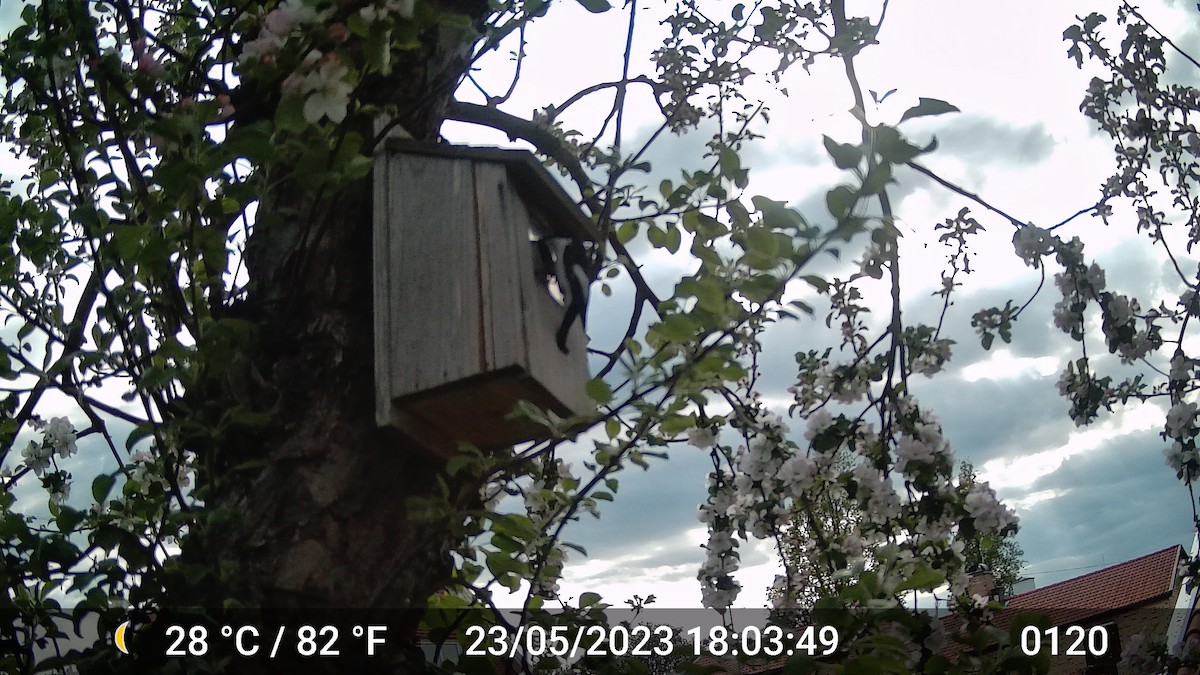 European Pied Flycatcher - ML616975781