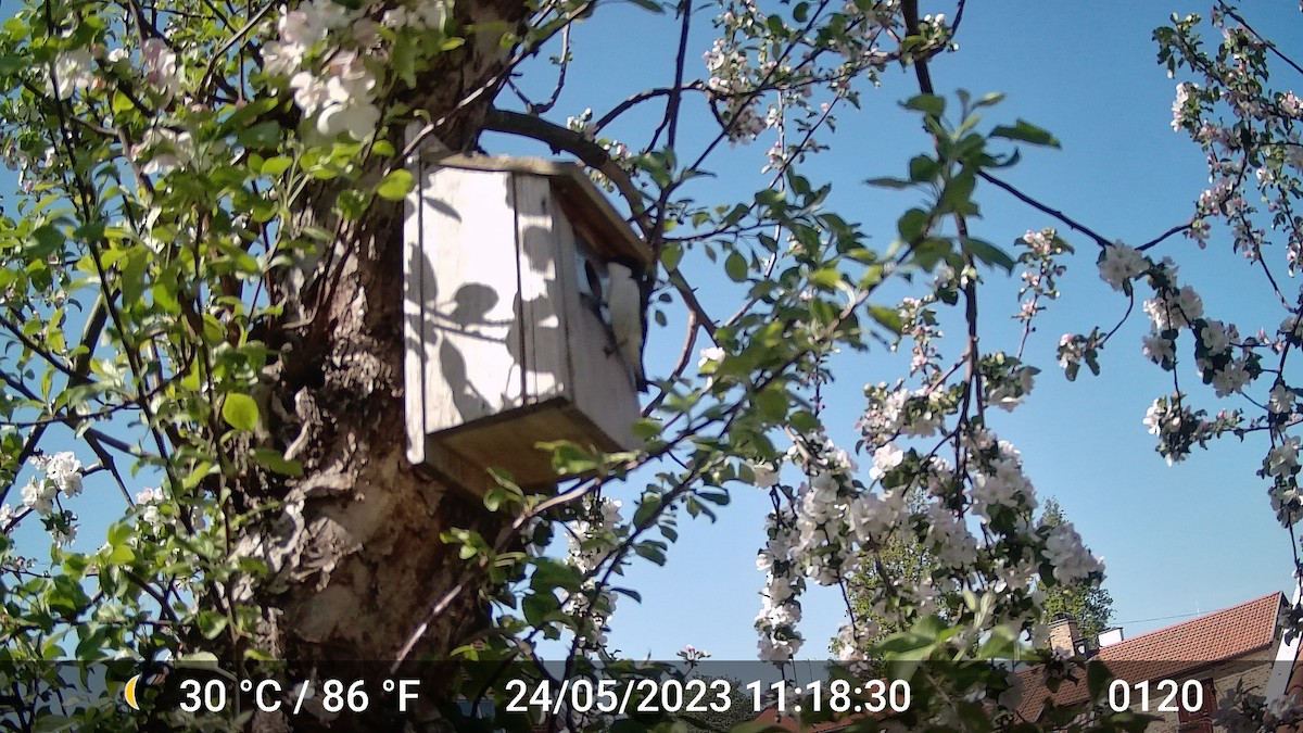European Pied Flycatcher - ML616975782