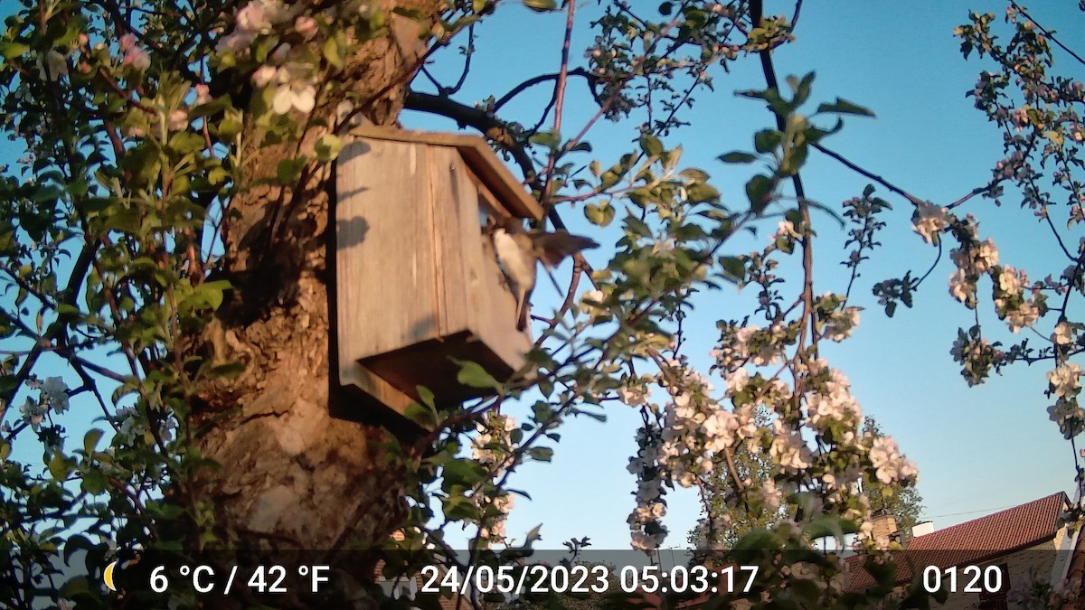 European Pied Flycatcher - ML616975784