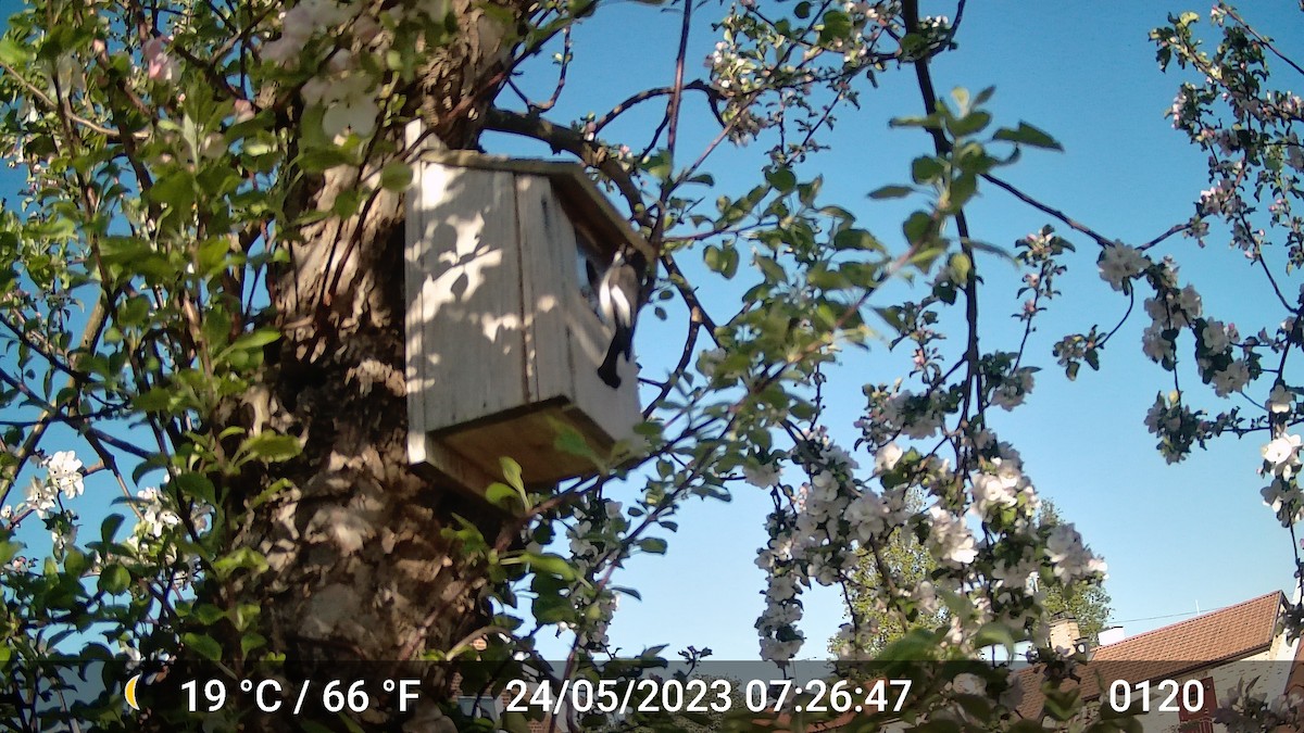 European Pied Flycatcher - ML616975785