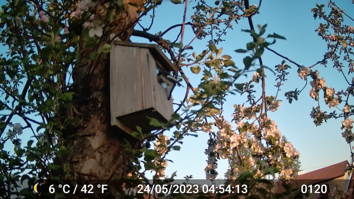 European Pied Flycatcher - ML616975786