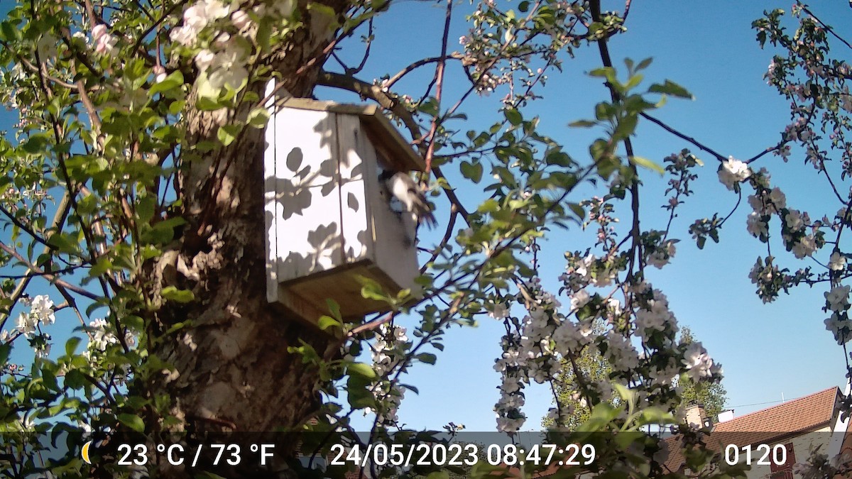 European Pied Flycatcher - ML616975787