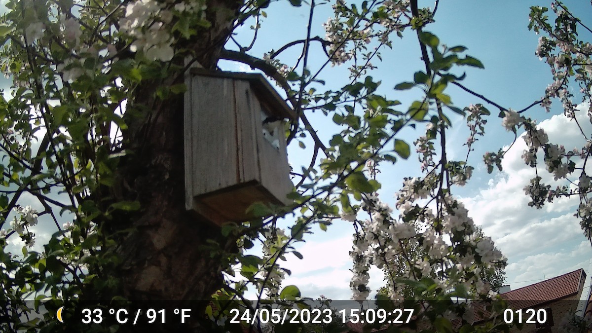 European Pied Flycatcher - ML616975788