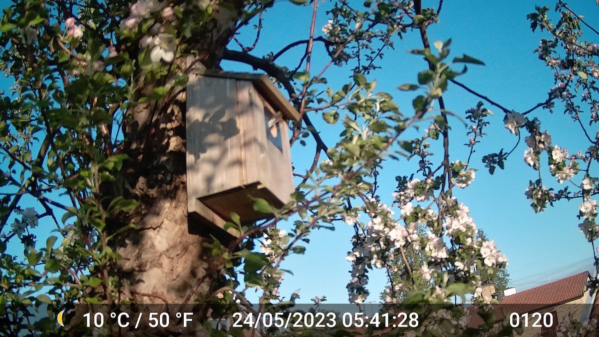 European Pied Flycatcher - ML616975789
