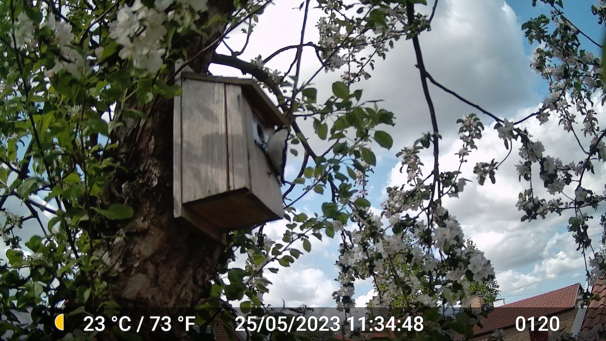 European Pied Flycatcher - ML616975790