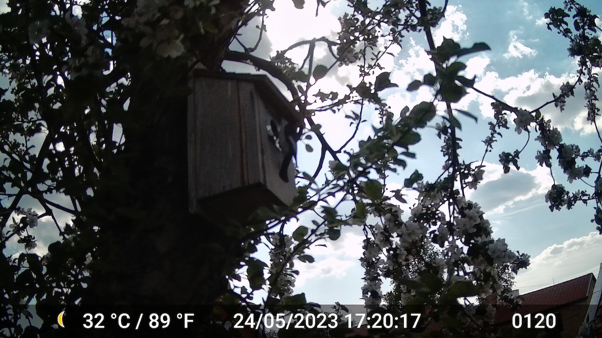 European Pied Flycatcher - ML616975791