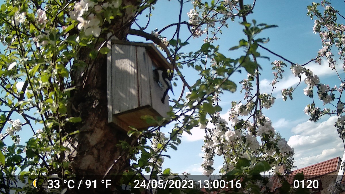 European Pied Flycatcher - ML616975792