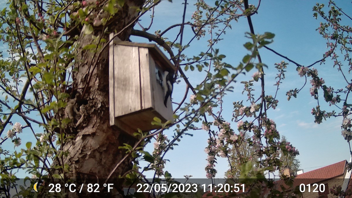 European Pied Flycatcher - ML616975793