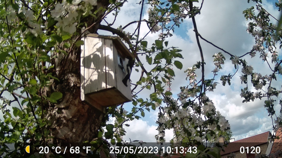 European Pied Flycatcher - ML616975794