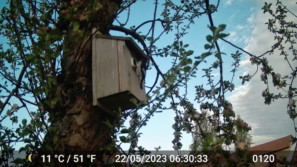 European Pied Flycatcher - ML616975795