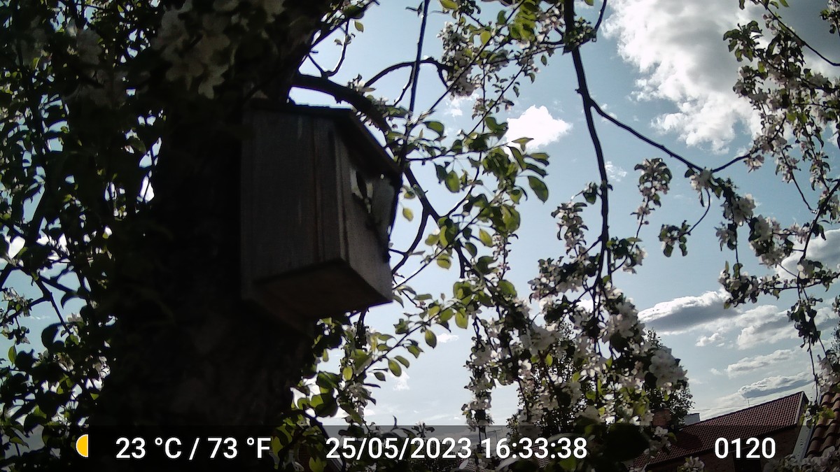 European Pied Flycatcher - ML616975796